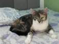 Maya