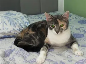 Gato raça SRD-ViraLata idade 1 ano nome Maya