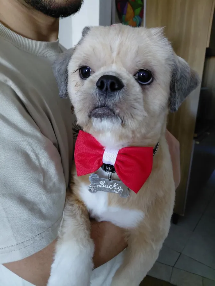 Cachorro raça Shitzu idade 1 ano nome Lucky