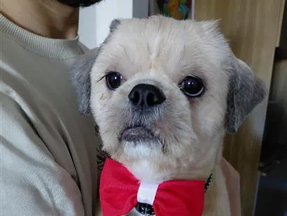 Cachorro raça Shitzu idade 1 ano nome Lucky