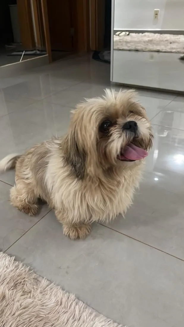 Cachorro raça Shitzu idade 3 anos nome Sem nome 