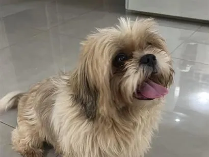 Cachorro raça Shitzu idade 3 anos nome Sem nome 