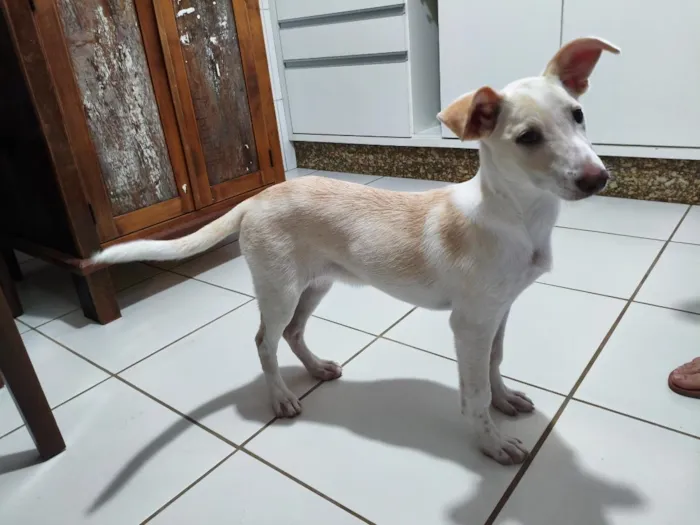 Cachorro raça SRD-ViraLata idade 7 a 11 meses nome Aria