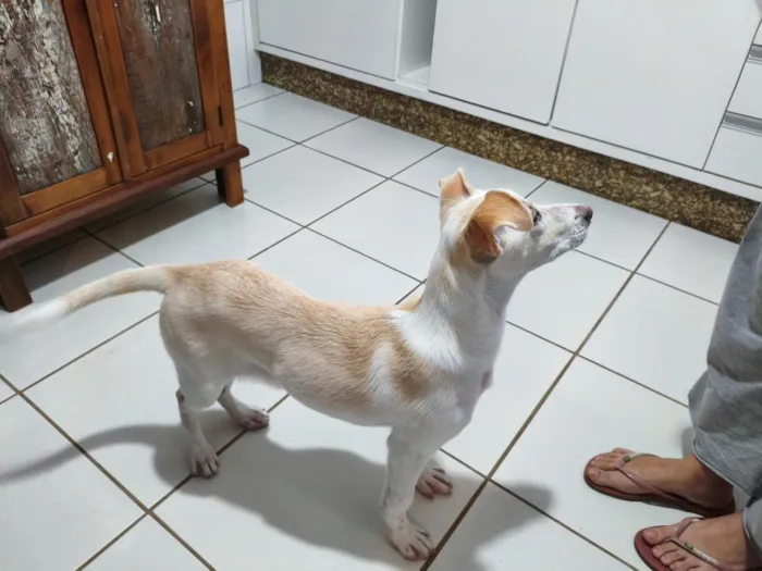 Cachorro raça SRD-ViraLata idade 7 a 11 meses nome Aria