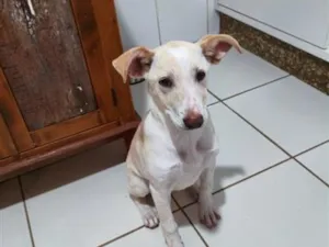 Cachorro raça SRD-ViraLata idade 7 a 11 meses nome Aria