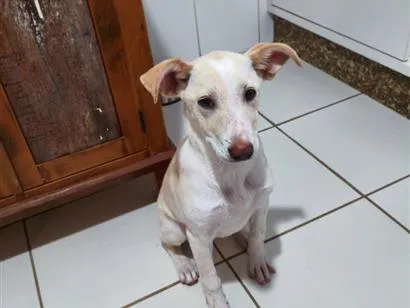 Cachorro raça SRD-ViraLata idade 7 a 11 meses nome Aria