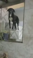 Pretinha