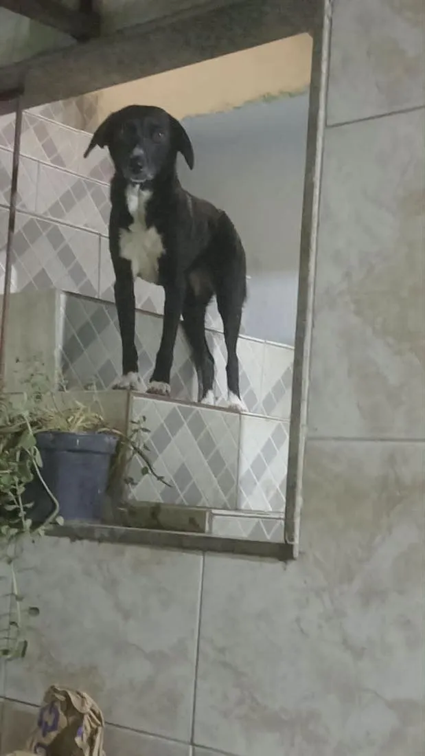 Cachorro raça SRD-ViraLata idade 2 anos nome Pretinha