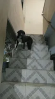 Pretinha