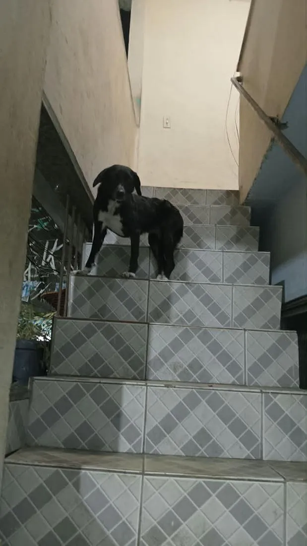 Cachorro raça SRD-ViraLata idade 2 anos nome Pretinha