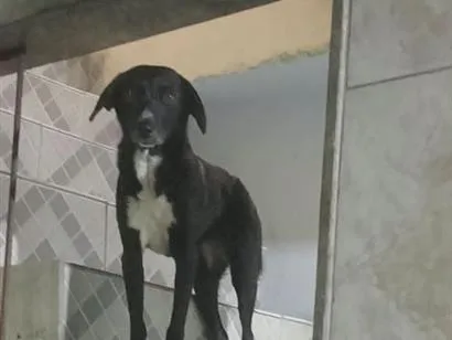 Cachorro raça SRD-ViraLata idade 2 anos nome Pretinha