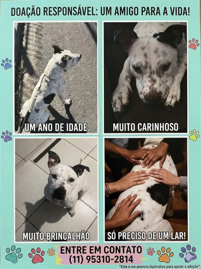 Cachorro raça Pit-Bull idade 1 ano nome Bjron