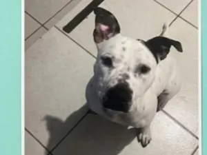 Cachorro raça Pit-Bull idade 1 ano nome Bjron
