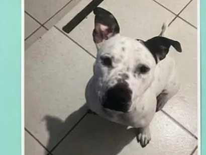 Cachorro raça Pit-Bull idade 1 ano nome Bjron