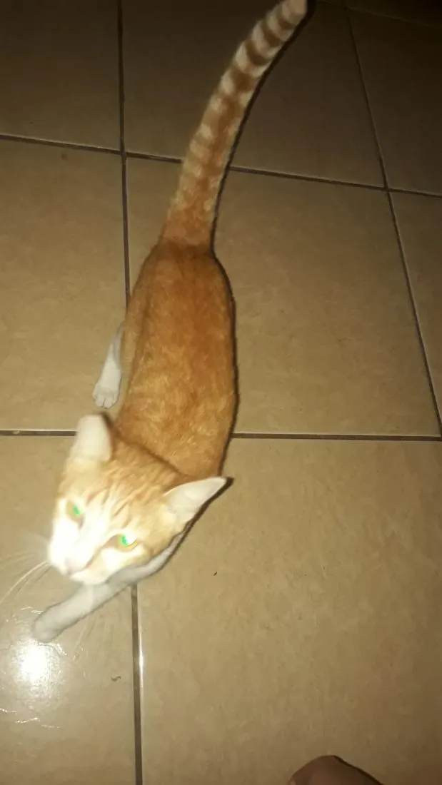 Gato raça SRD-ViraLata idade 2 anos nome não tenho, resgatei ela