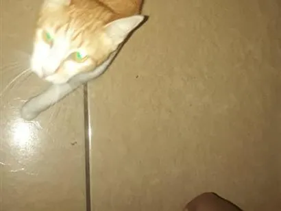 Gato raça SRD-ViraLata idade 2 anos nome não tenho, resgatei ela