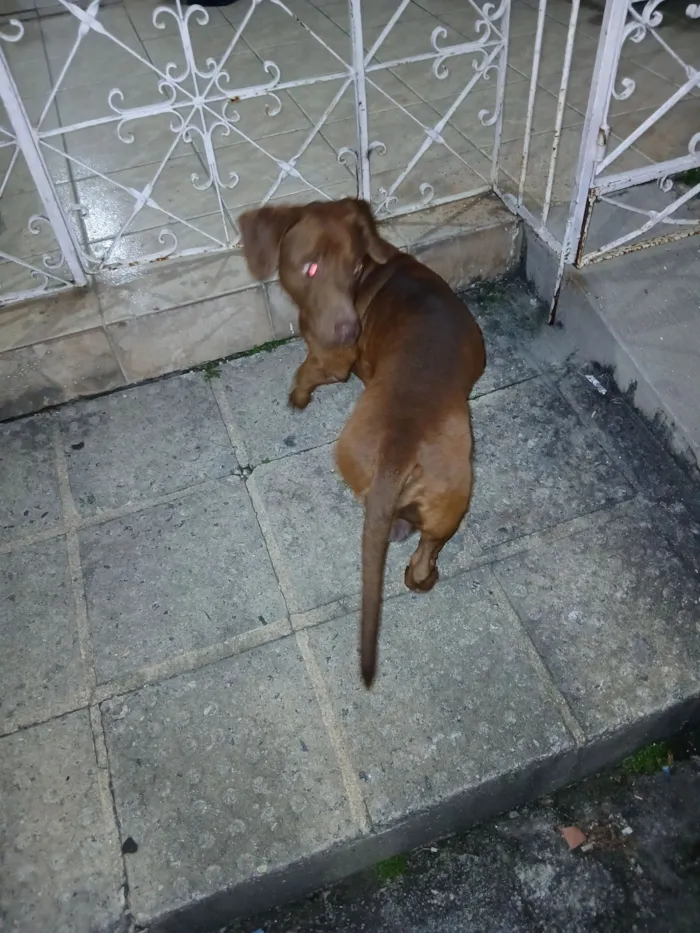 Cachorro raça SRD-ViraLata idade 2 anos nome austrogidio