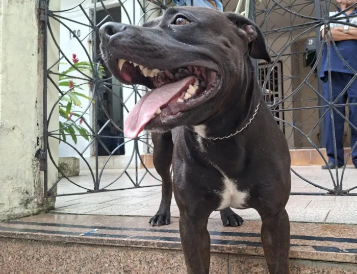Cachorro raça SRD-ViraLata idade 3 anos nome Kush