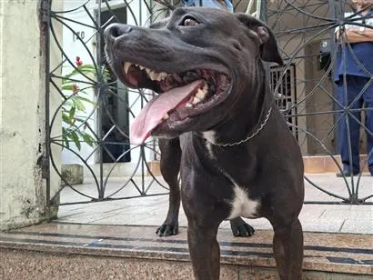 Cachorro raça SRD-ViraLata idade 3 anos nome Kush