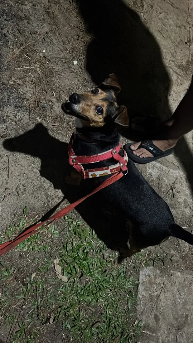 Cachorro raça SRD-ViraLata idade 6 ou mais anos nome John