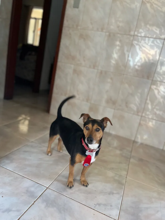 Cachorro raça SRD-ViraLata idade 6 ou mais anos nome John