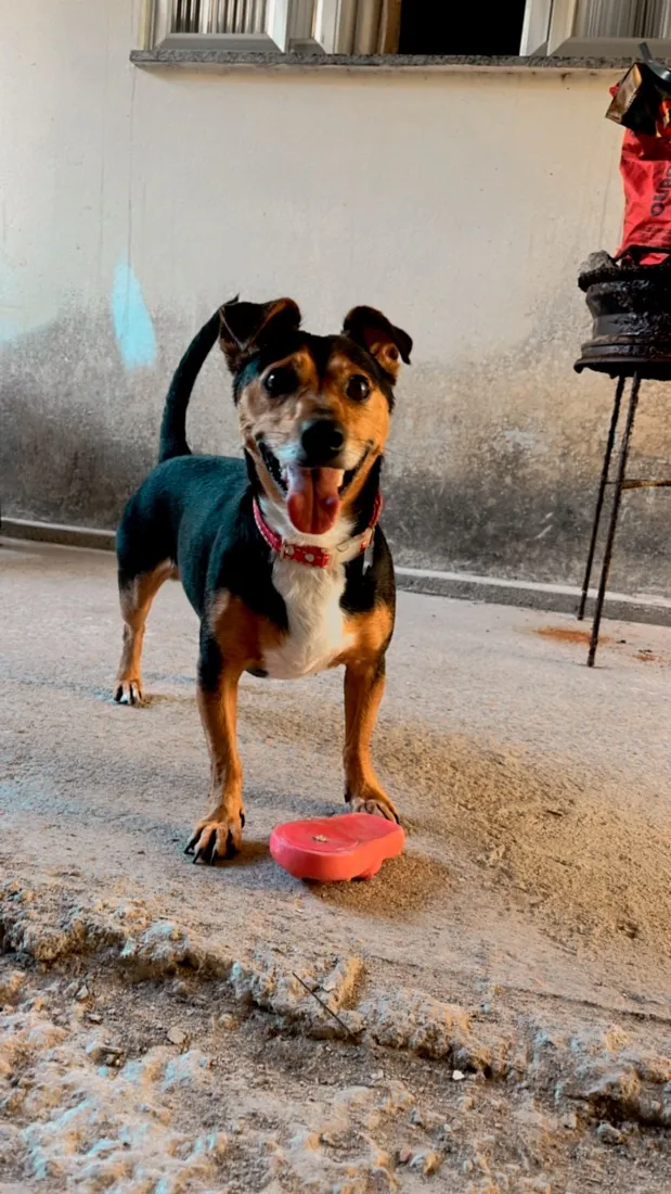 Cachorro raça SRD-ViraLata idade 6 ou mais anos nome John