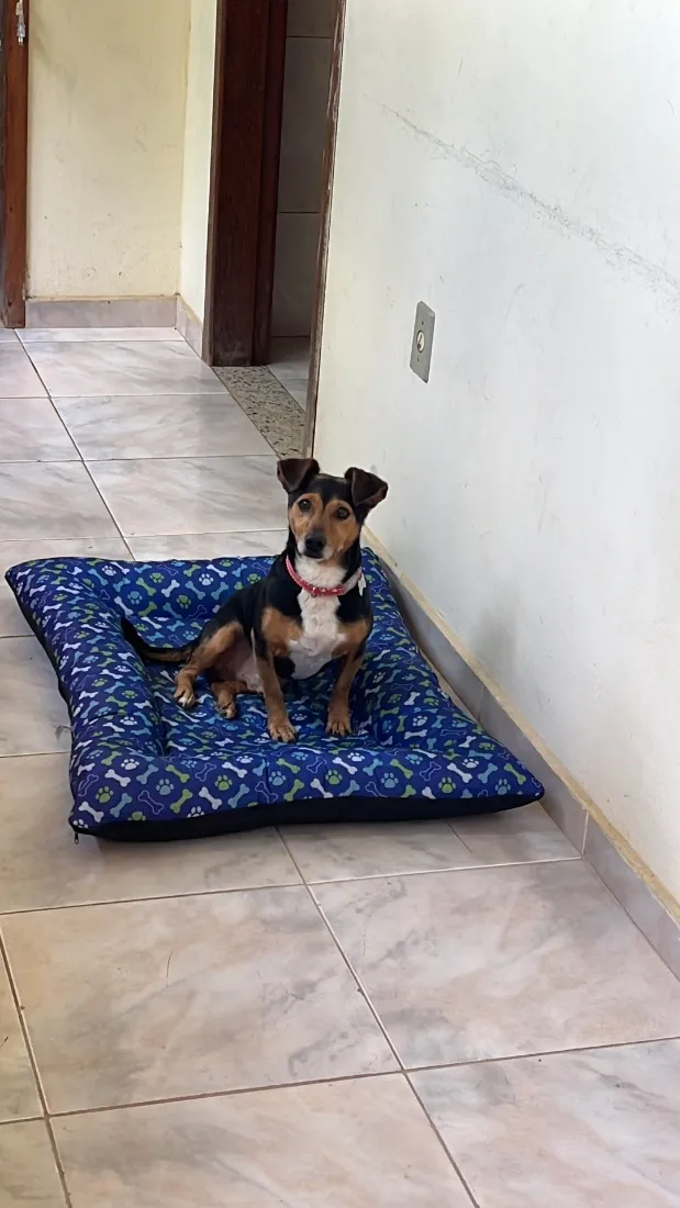 Cachorro raça SRD-ViraLata idade 6 ou mais anos nome John