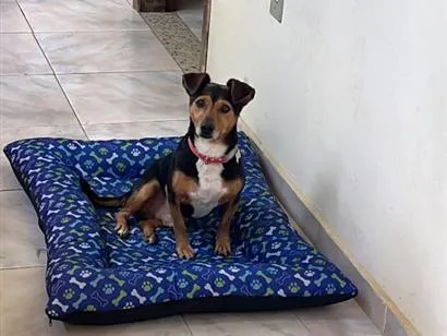 Cachorro raça SRD-ViraLata idade 6 ou mais anos nome John