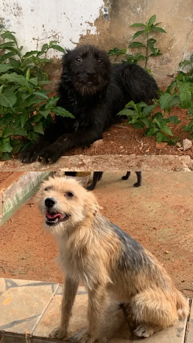 Cachorro raça SRD-ViraLata idade 7 a 11 meses nome Rex&melony