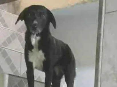 Cachorro raça SRD-ViraLata idade 2 anos nome Pretinha