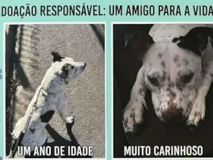 Cachorro raça Pit-Bull idade 1 ano nome Bjron