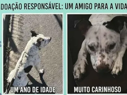 Cachorro raça Pit-Bull idade 1 ano nome Bjron