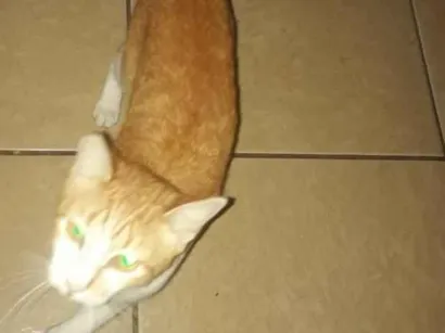 Gato raça SRD-ViraLata idade 2 anos nome não tenho, resgatei ela