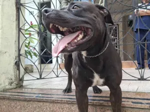 Cachorro raça SRD-ViraLata idade 3 anos nome Kush