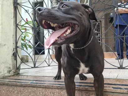Cachorro raça SRD-ViraLata idade 3 anos nome Kush