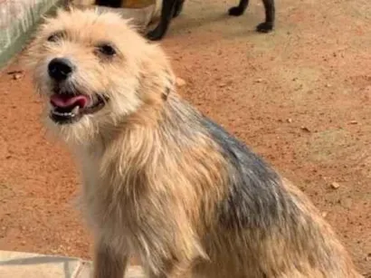 Cachorro raça SRD-ViraLata idade 7 a 11 meses nome Rex&melony