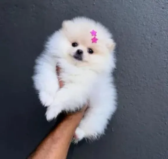 Cachorro raça Maltês idade 2 a 6 meses nome amora