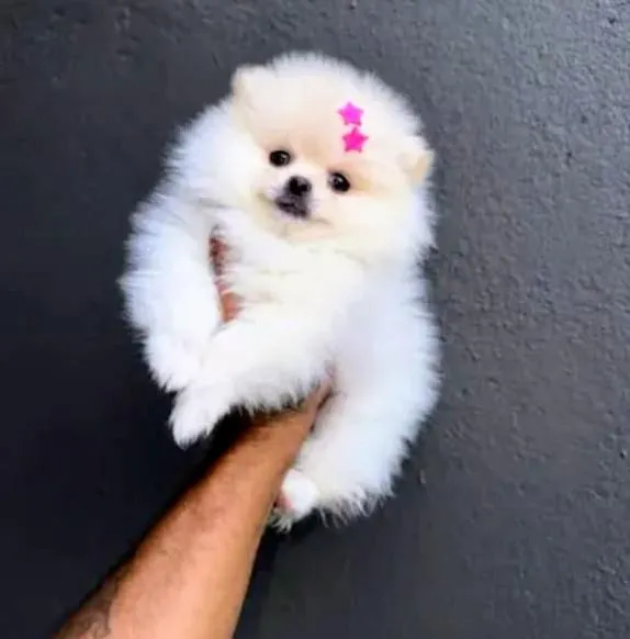 Cachorro raça Maltês idade 2 a 6 meses nome amora