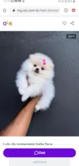 amora