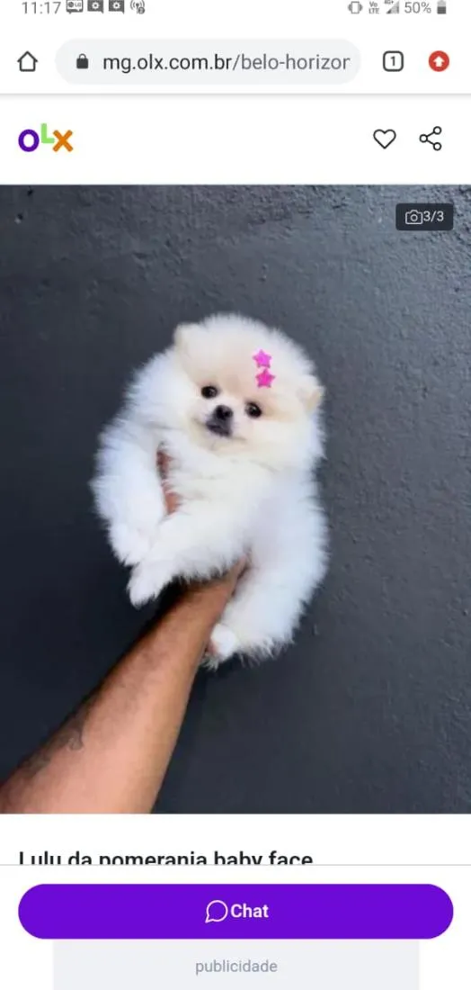 Cachorro raça Maltês idade 2 a 6 meses nome amora