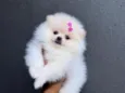 amora