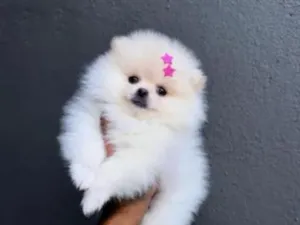 Cachorro raça Maltês idade 2 a 6 meses nome amora