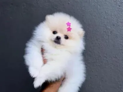 Cachorro raça Maltês idade 2 a 6 meses nome amora