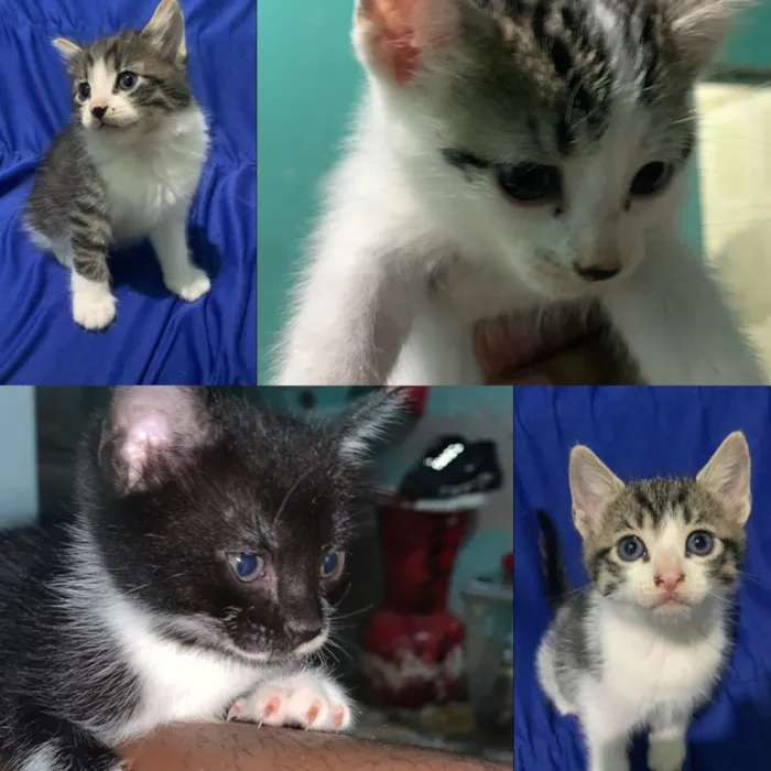 Gato raça SRD-ViraLata idade 2 a 6 meses nome Não tem nomes