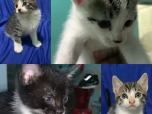 Gato raça SRD-ViraLata idade 2 a 6 meses nome Não tem nomes