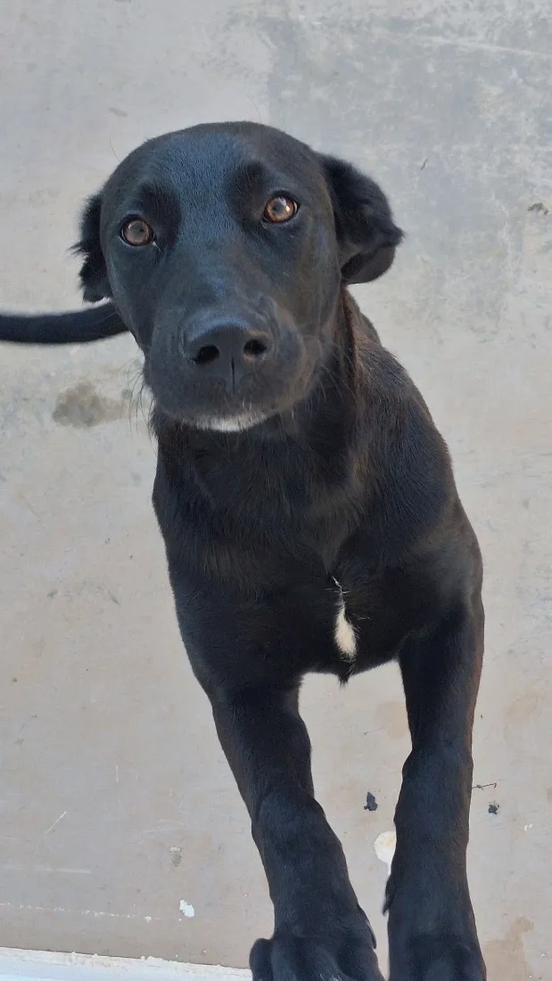 Cachorro raça SRD-ViraLata idade 7 a 11 meses nome Tom 