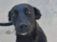 Tom 