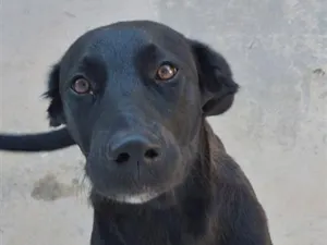 Cachorro raça SRD-ViraLata idade 7 a 11 meses nome Tom 