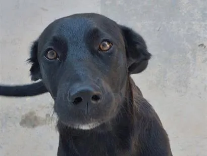 Cachorro raça SRD-ViraLata idade 7 a 11 meses nome Tom 