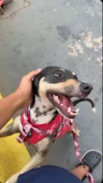 Shelly